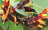 Black-throated Sunbirdborder=